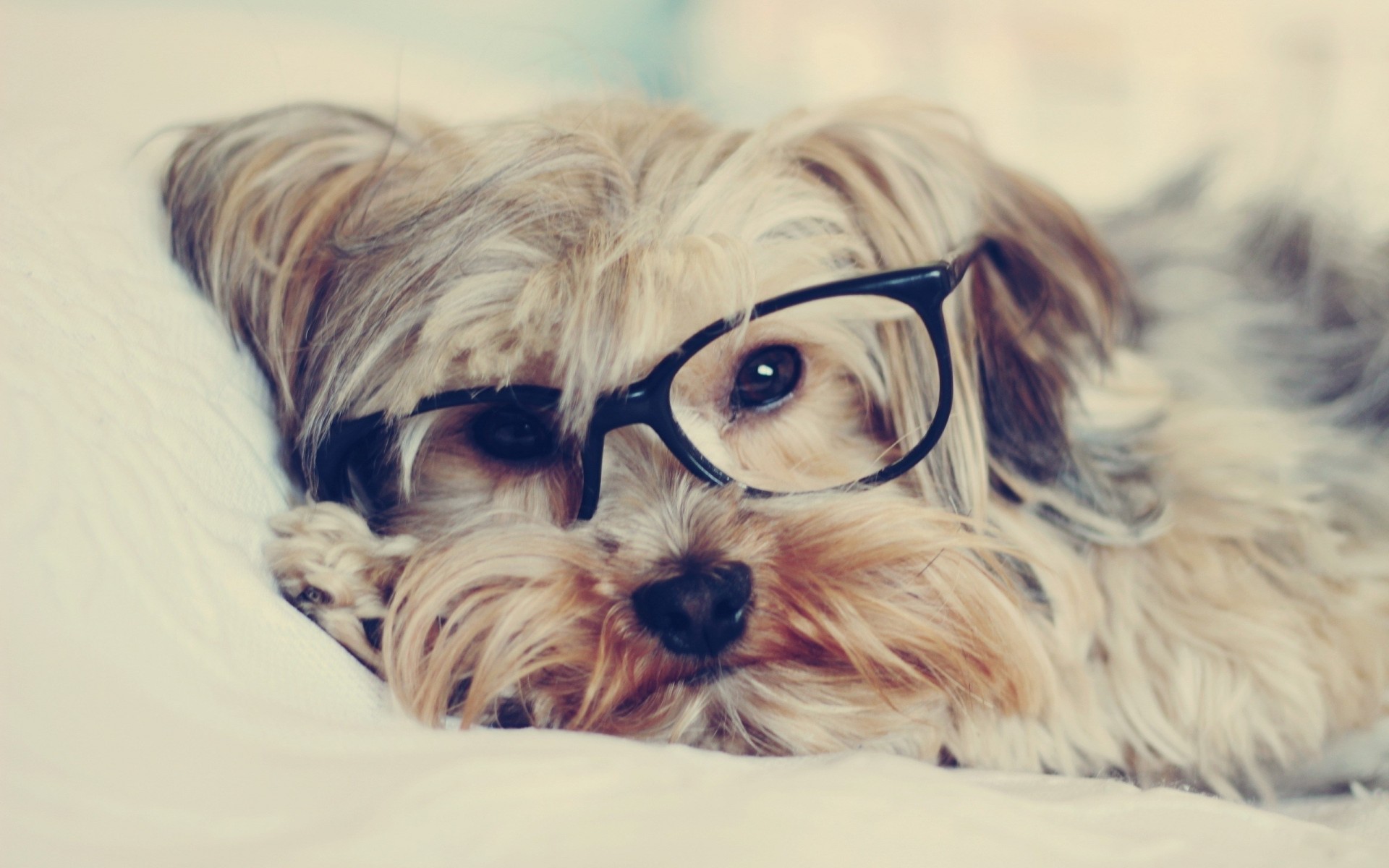 perro yorkshire terrier gafas de sol dientes