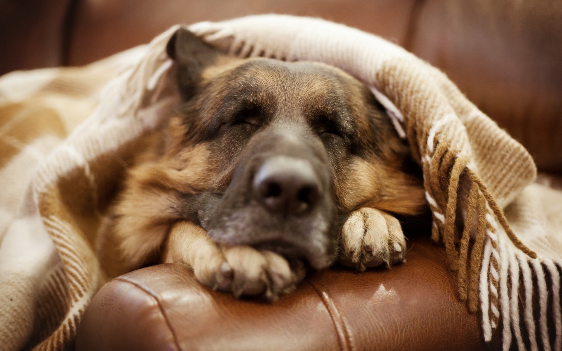 berger allemand ami chien