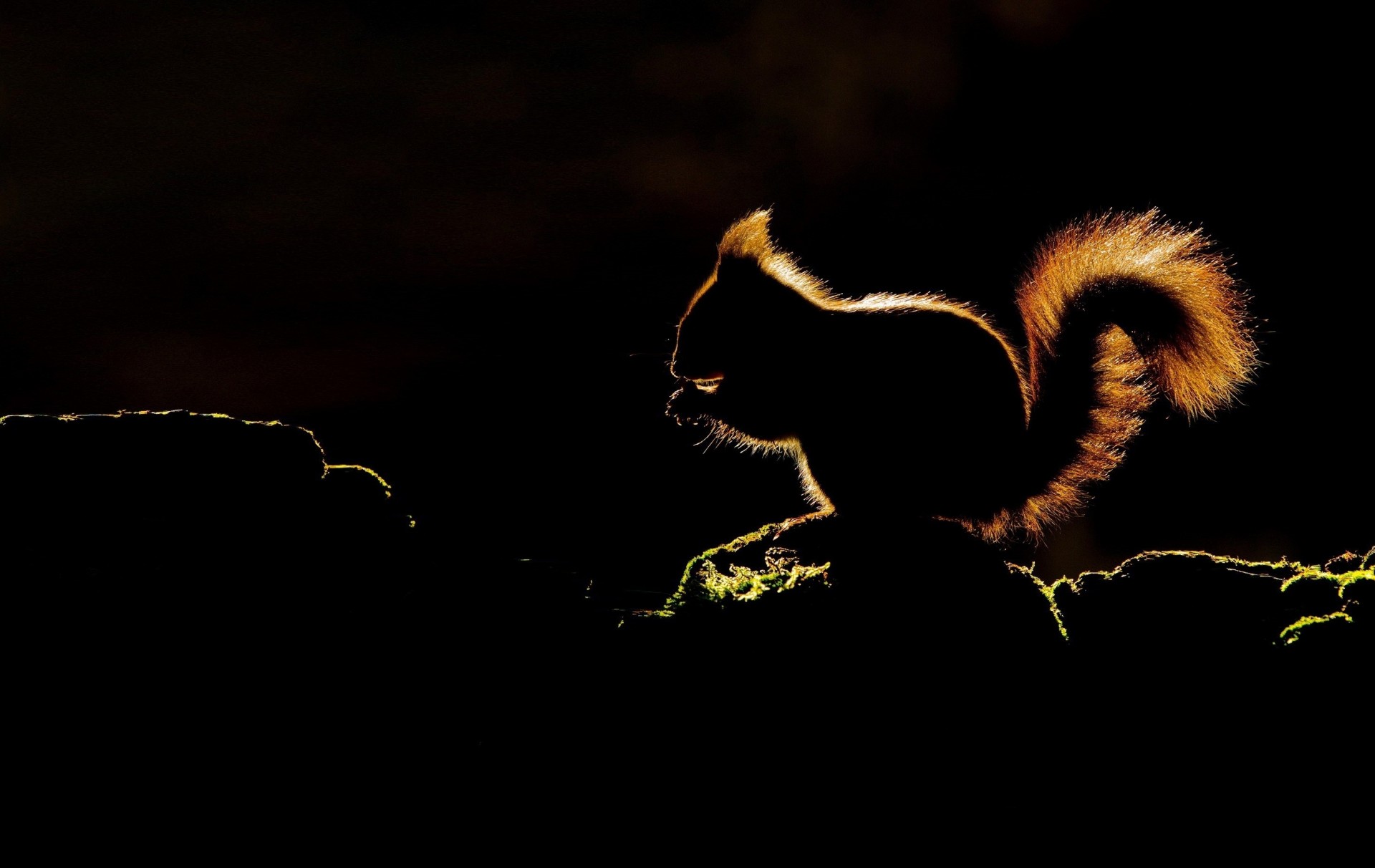 silueta fondo oscuro husky