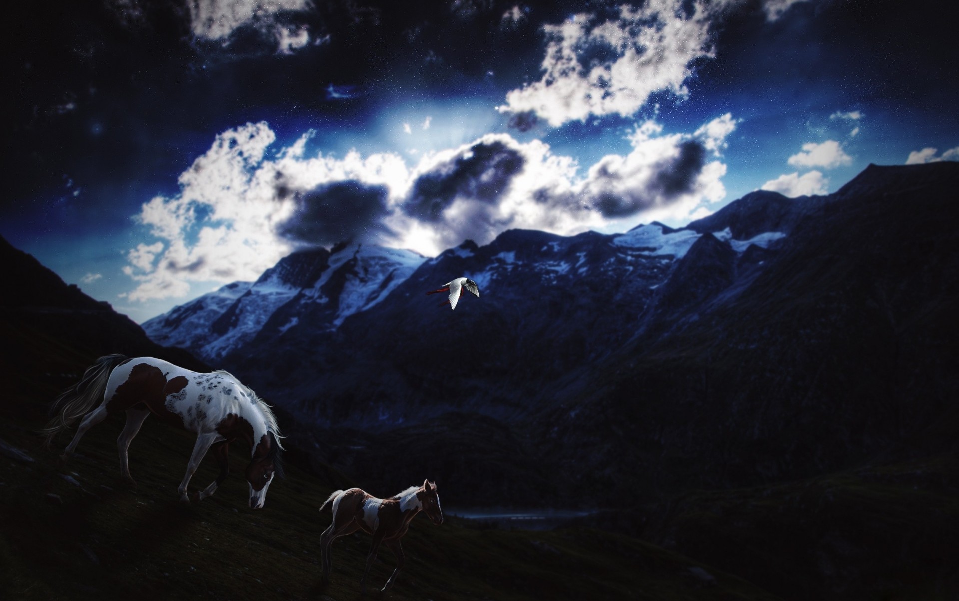 nuages oiseaux ciel nuit cheval