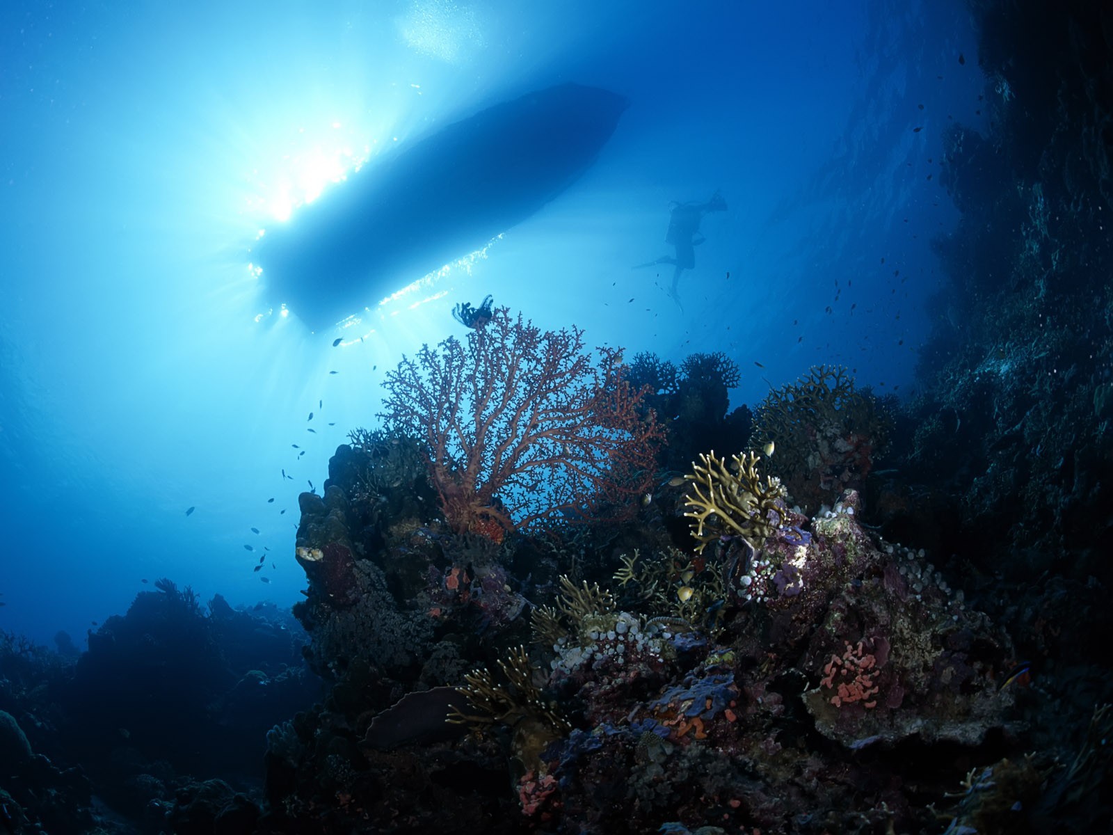 boot boden korallen taucher licht