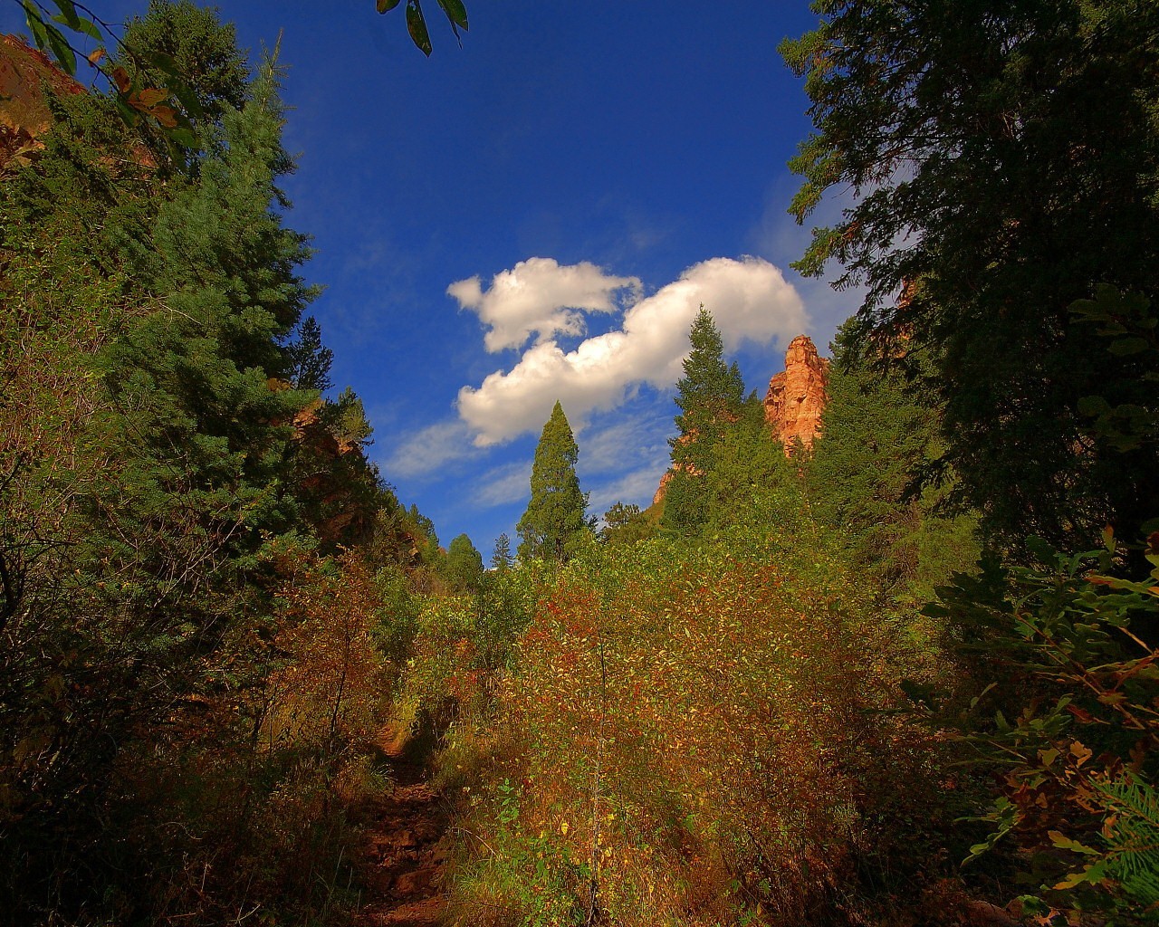 tree clouds trail green summer