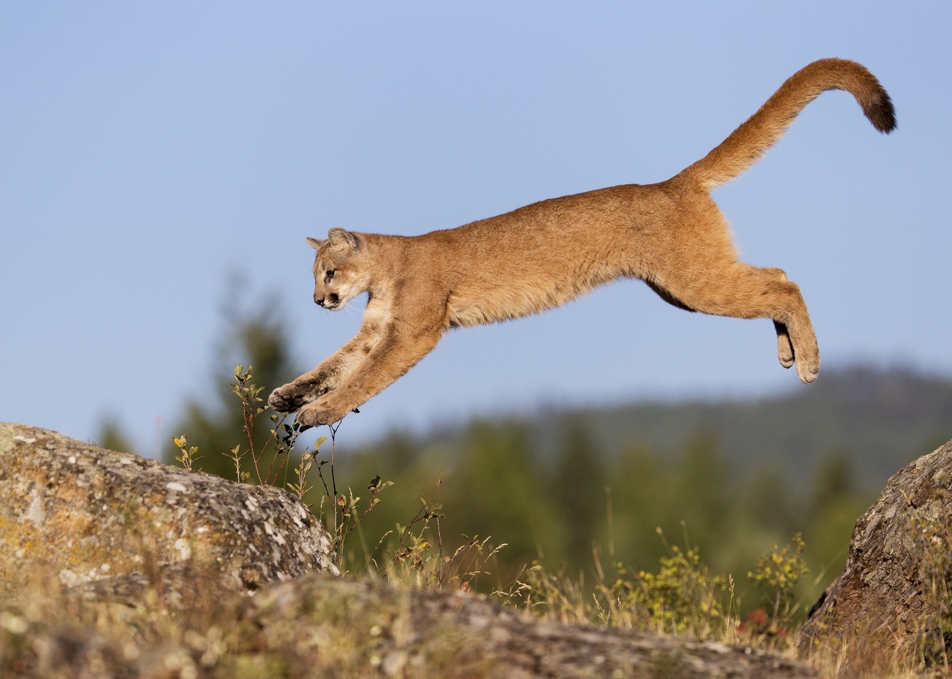 joven salto gato puma