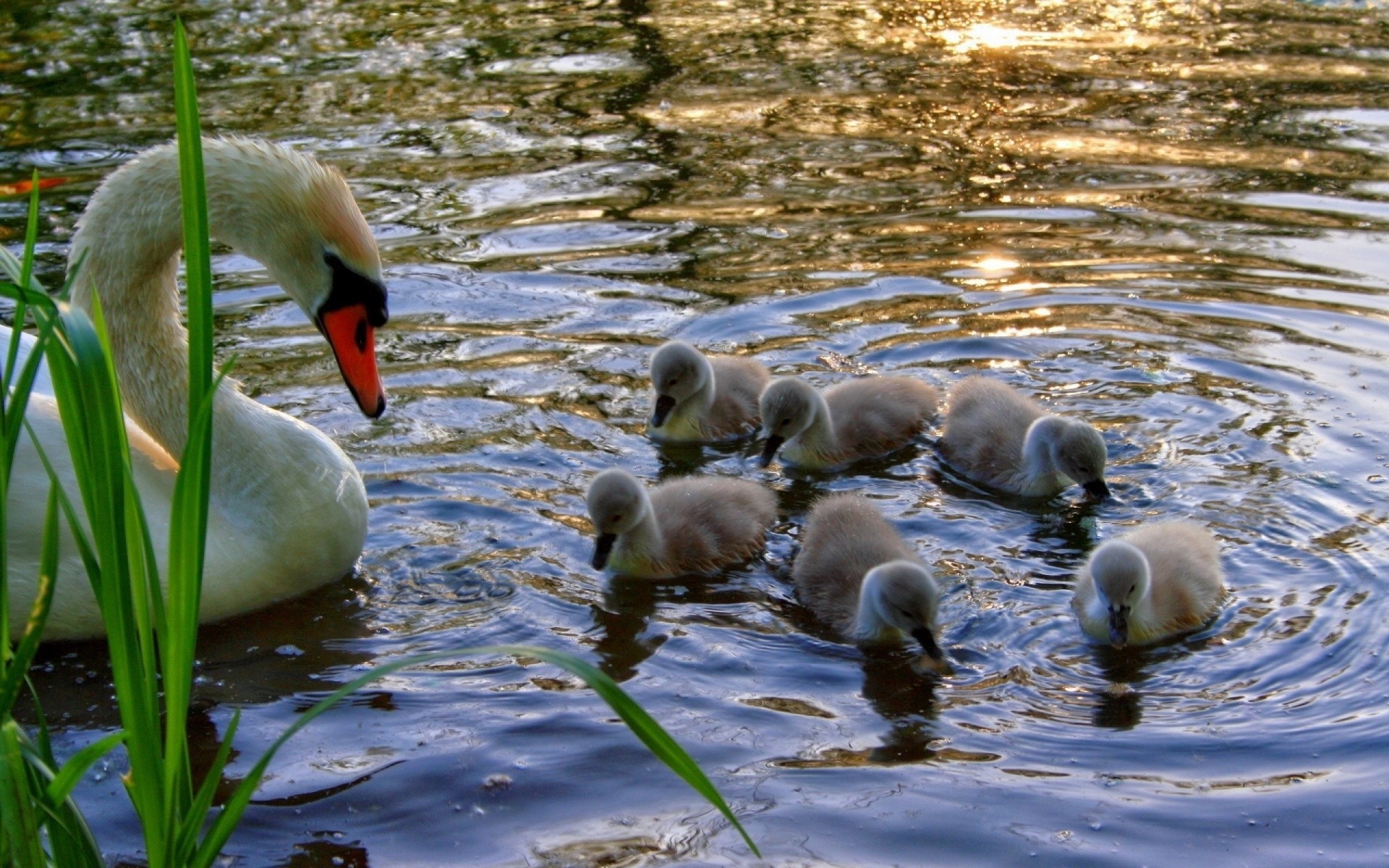 eau herbe poussins cygne