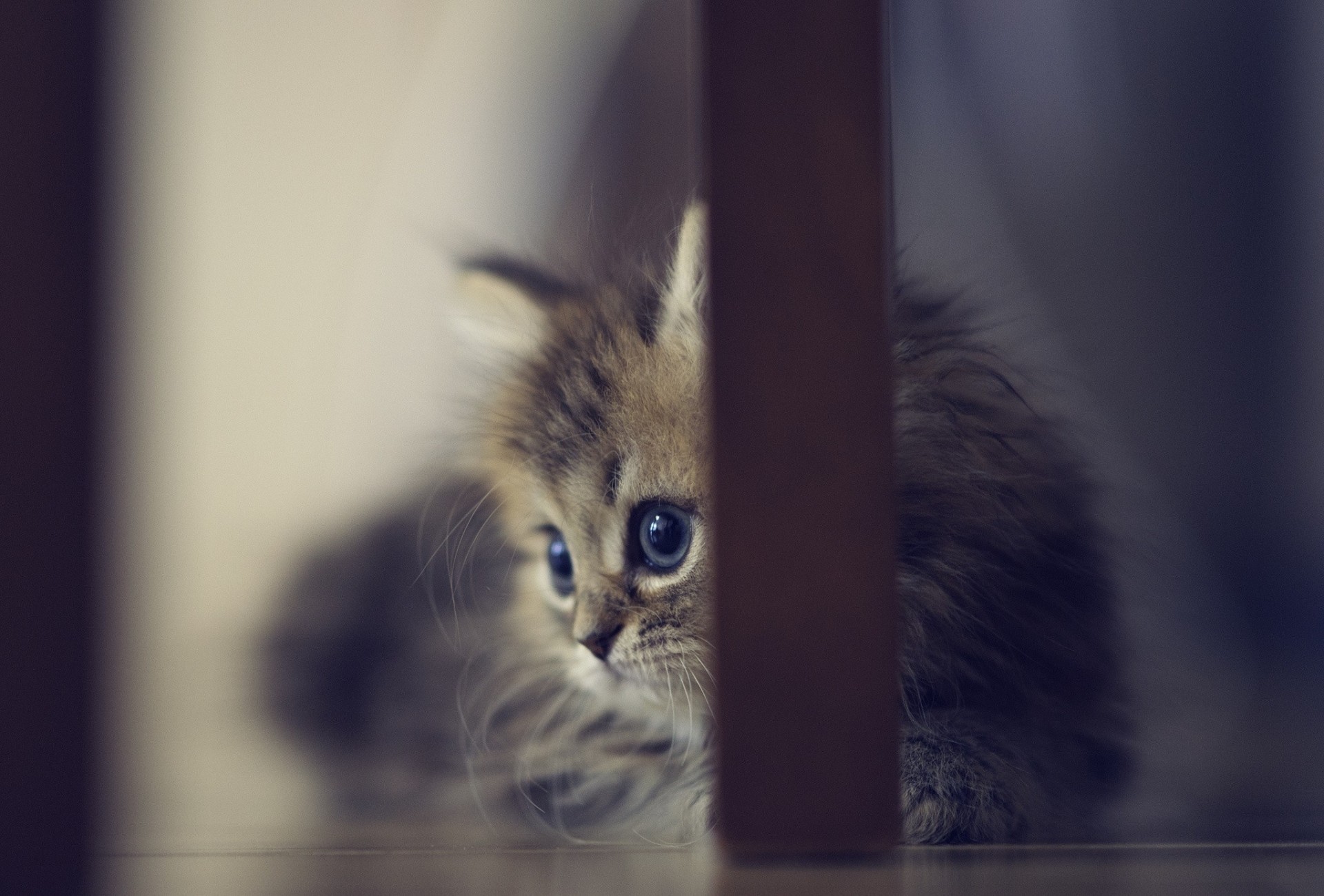 chat plancher chaise