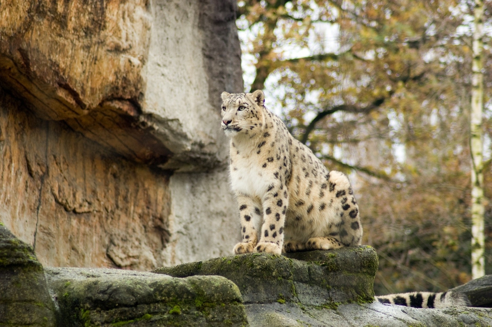 wildkatze tier leopard