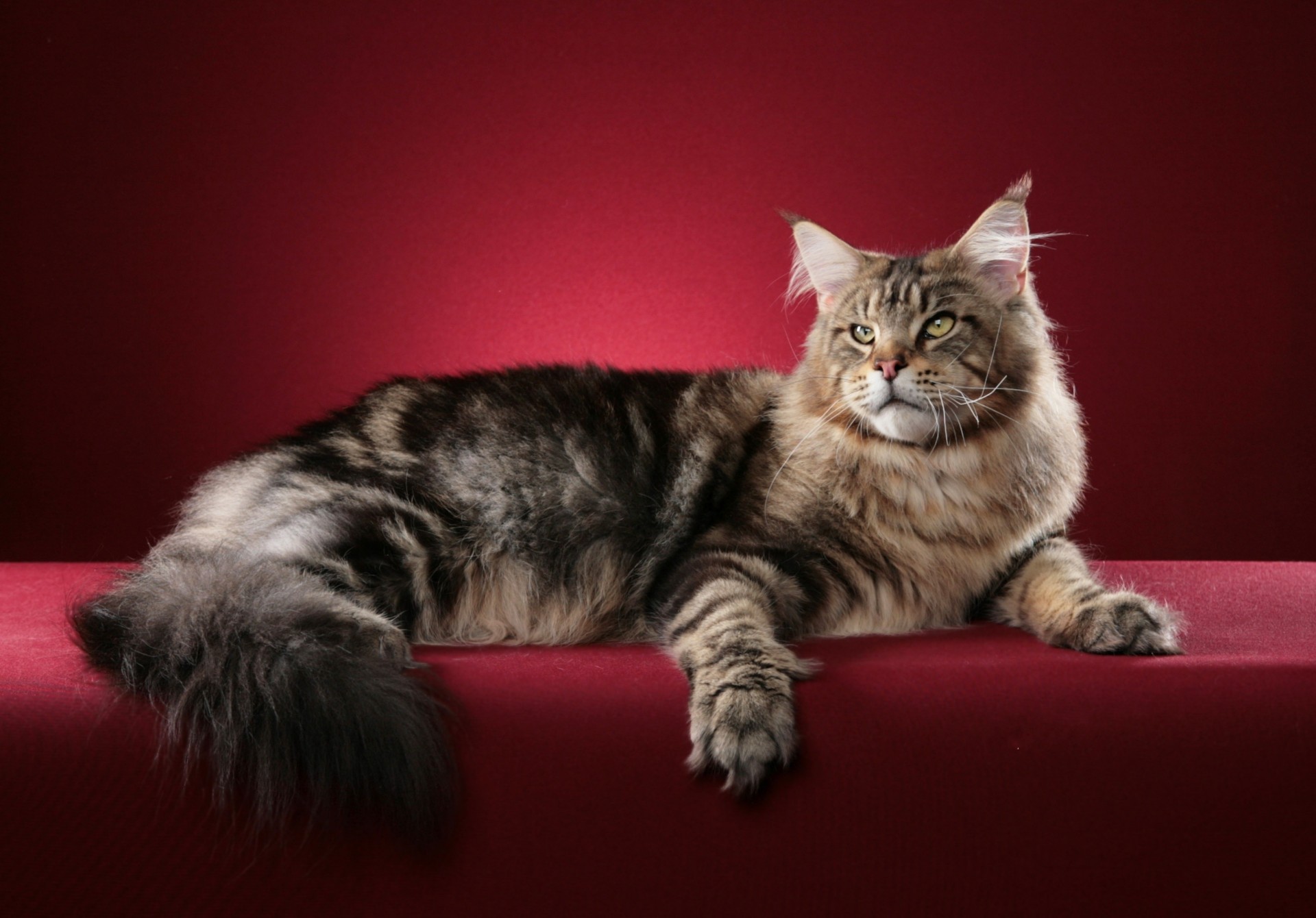 katze maine coon