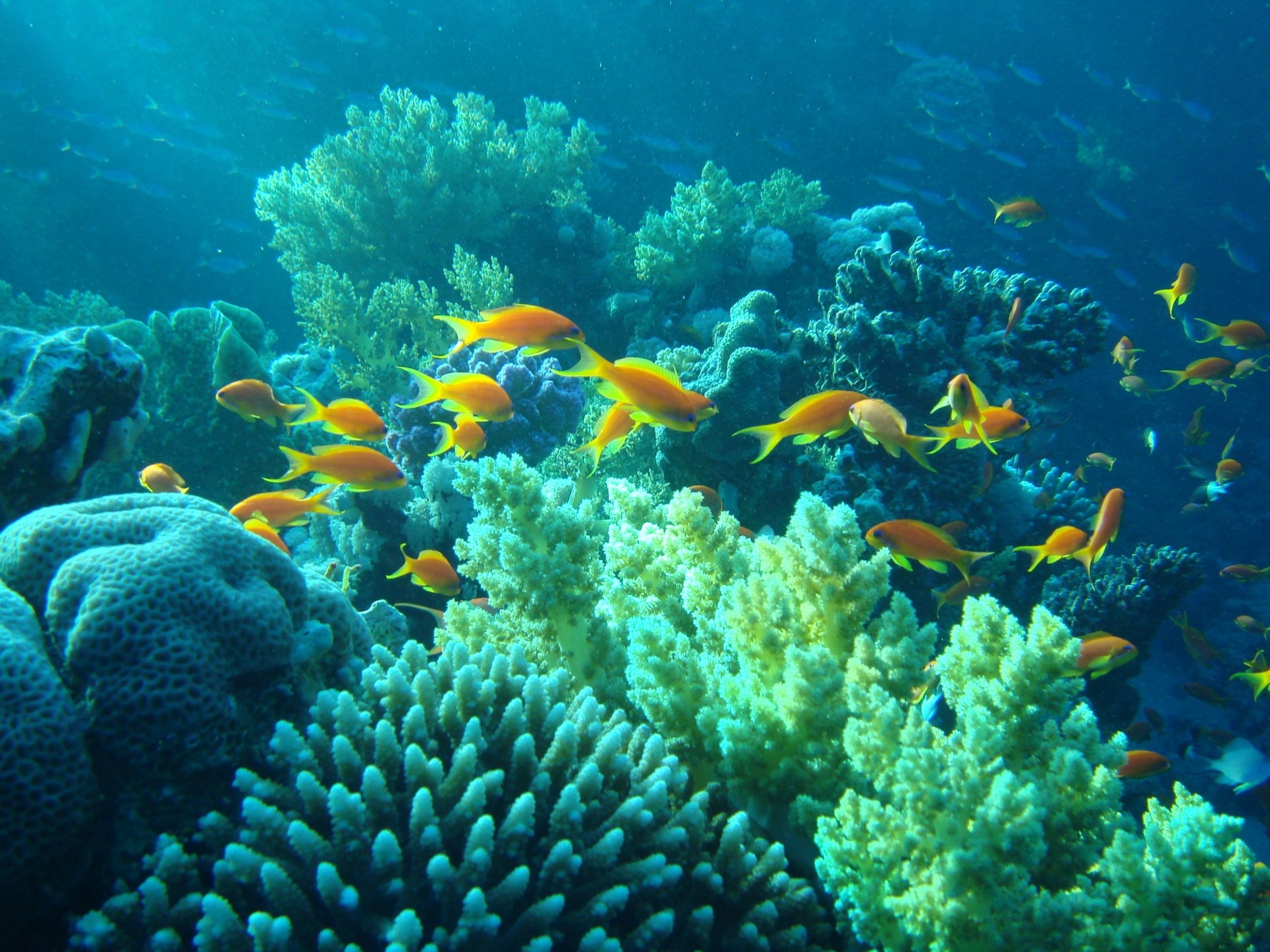 submarino pescado egipto corales