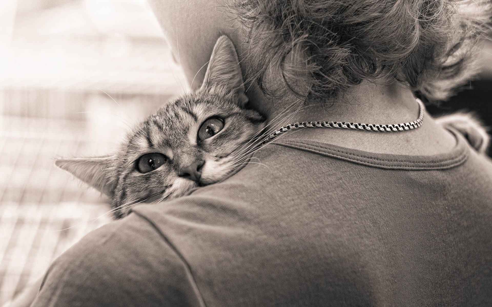 moe noir et blanc chat câlins tendresse