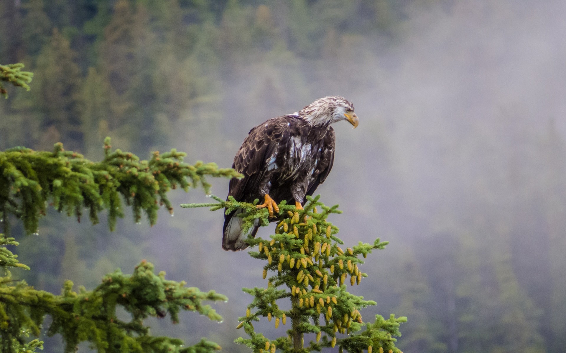 vögel fichte zapfen