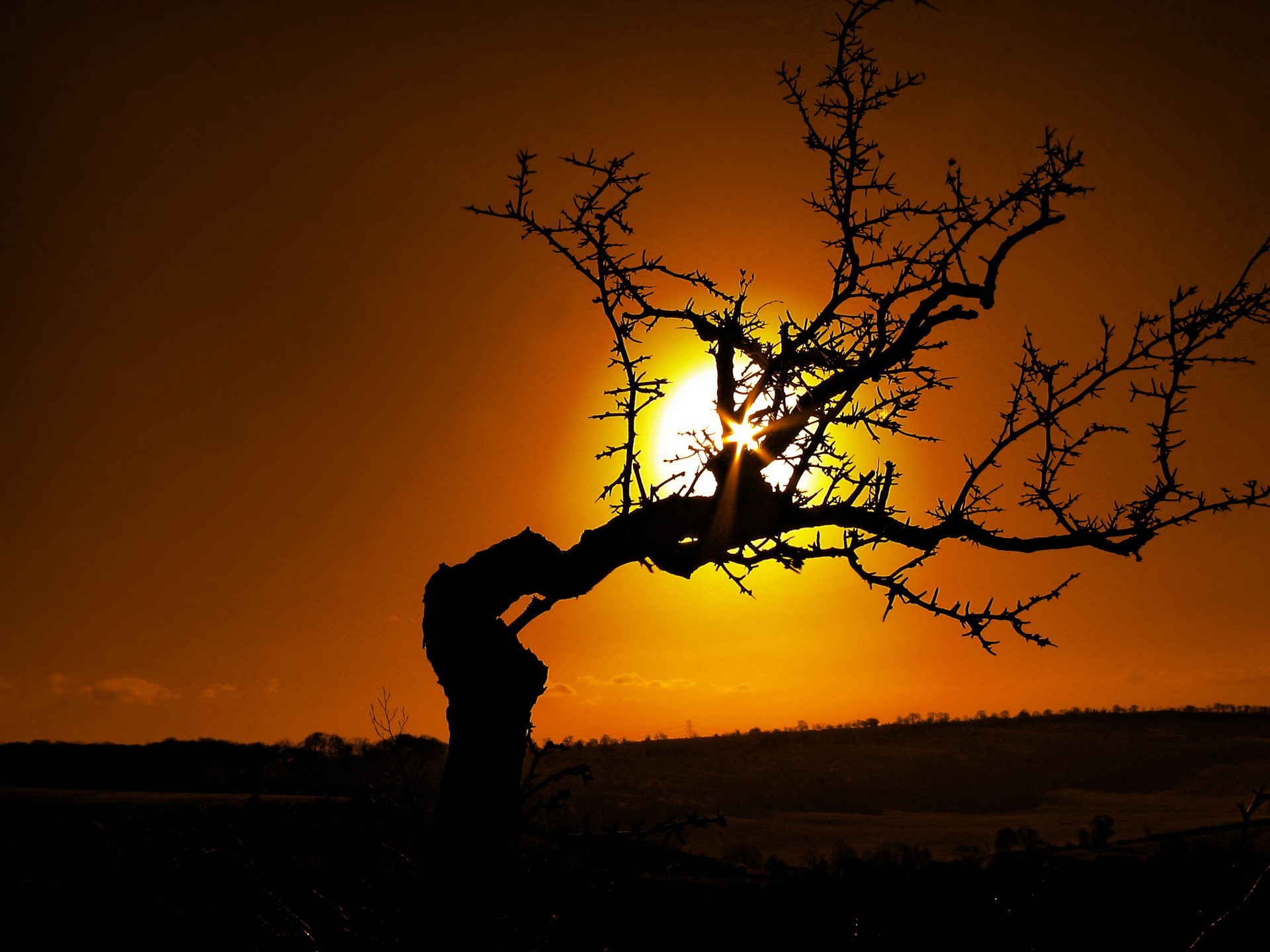 baum zweige sonne