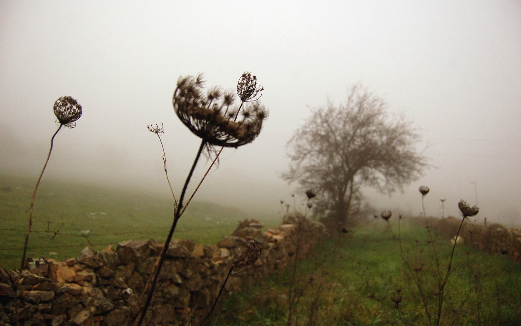 herbe clôture arbre brouillard