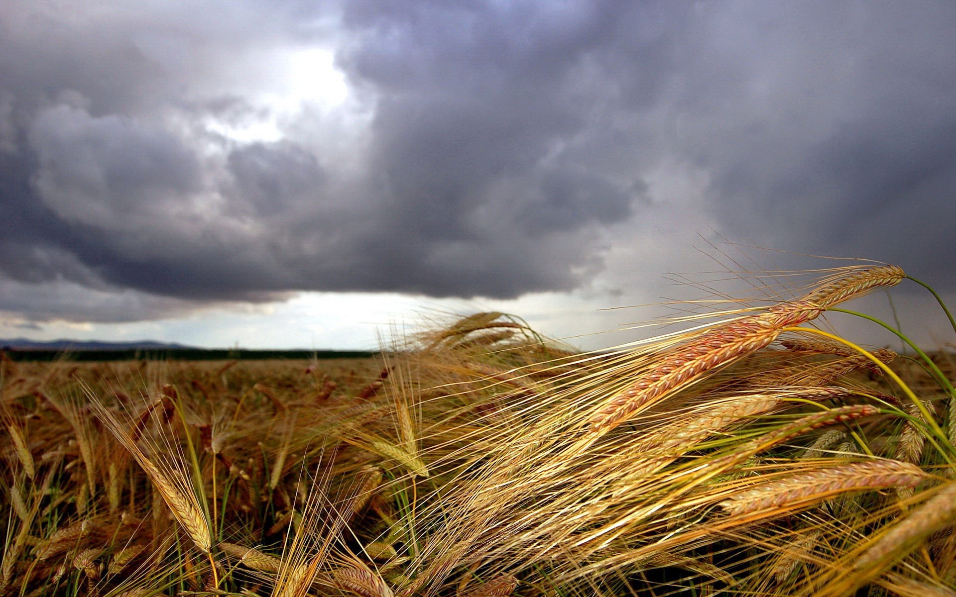 espigas nubes campo