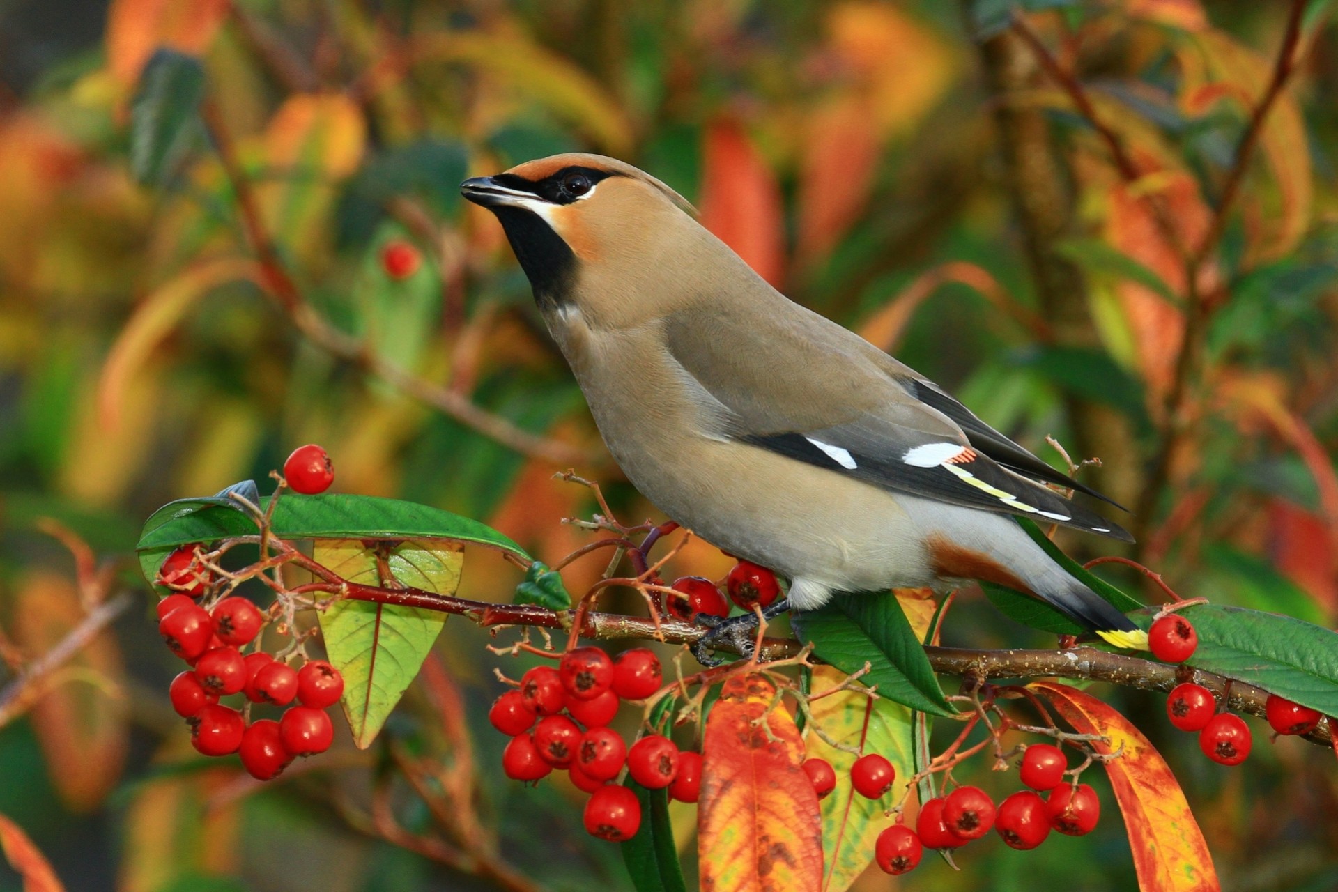 birds berries waxwing branch