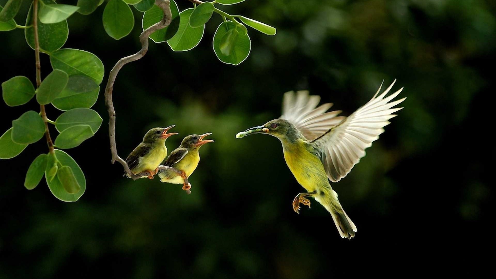 oiseaux branche colibris nourriture poussins