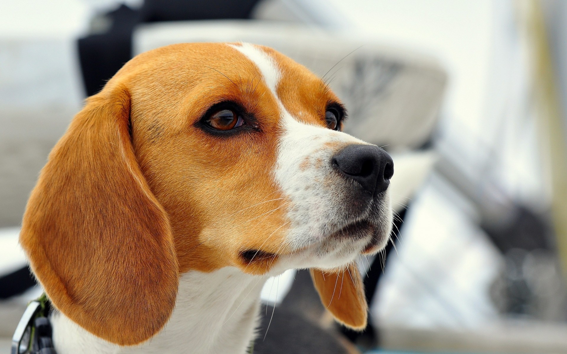 beagle perro amigo