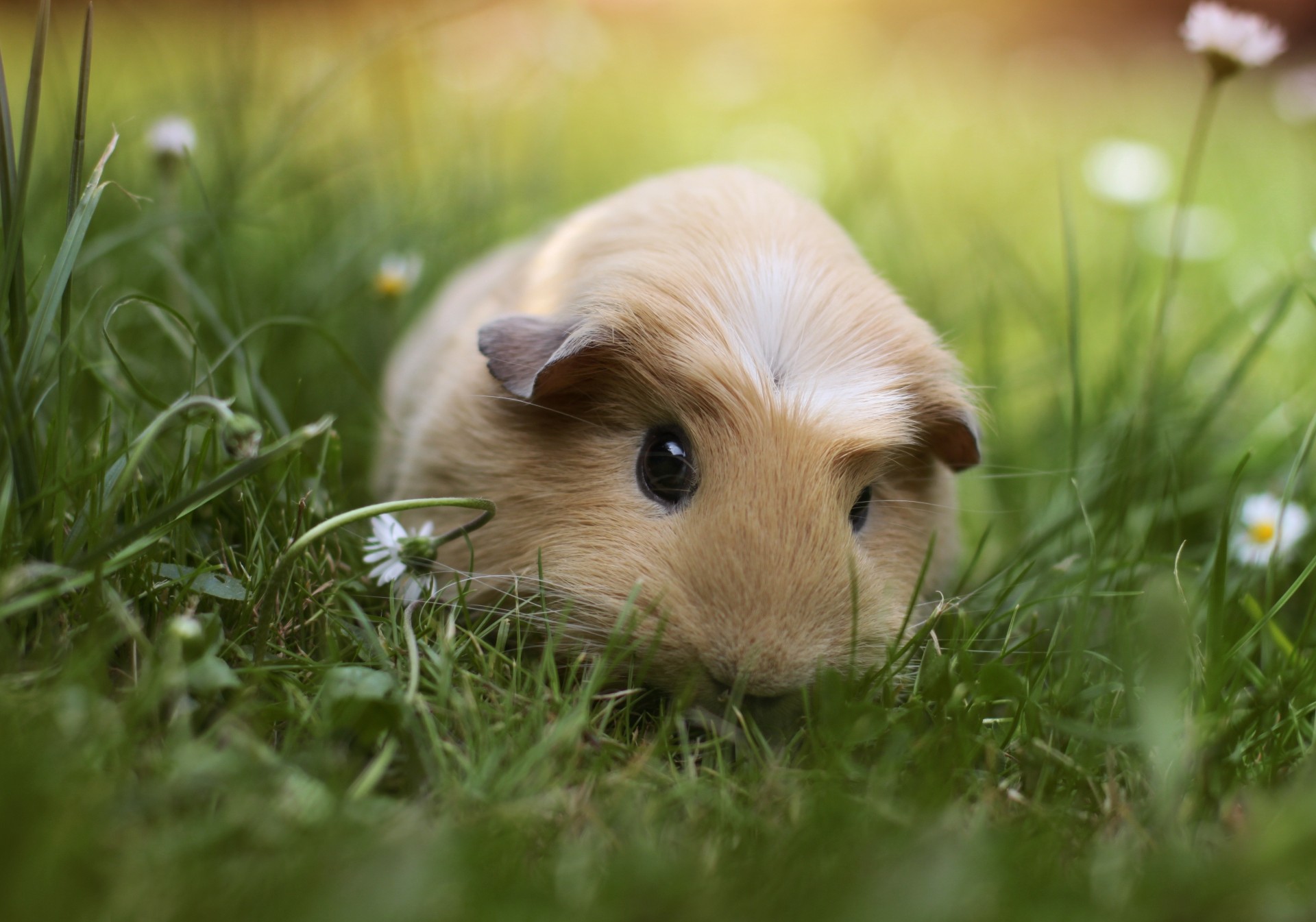 animals grass guinea pig