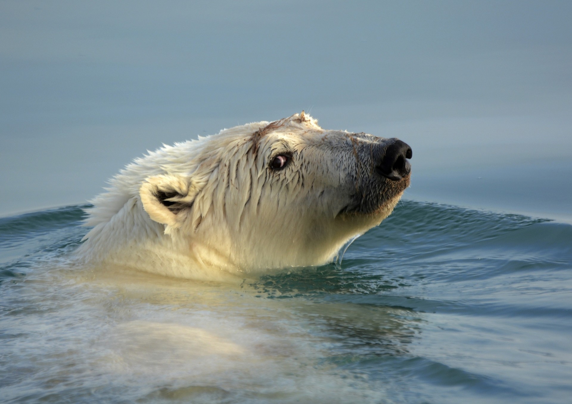 bear polar bear head water