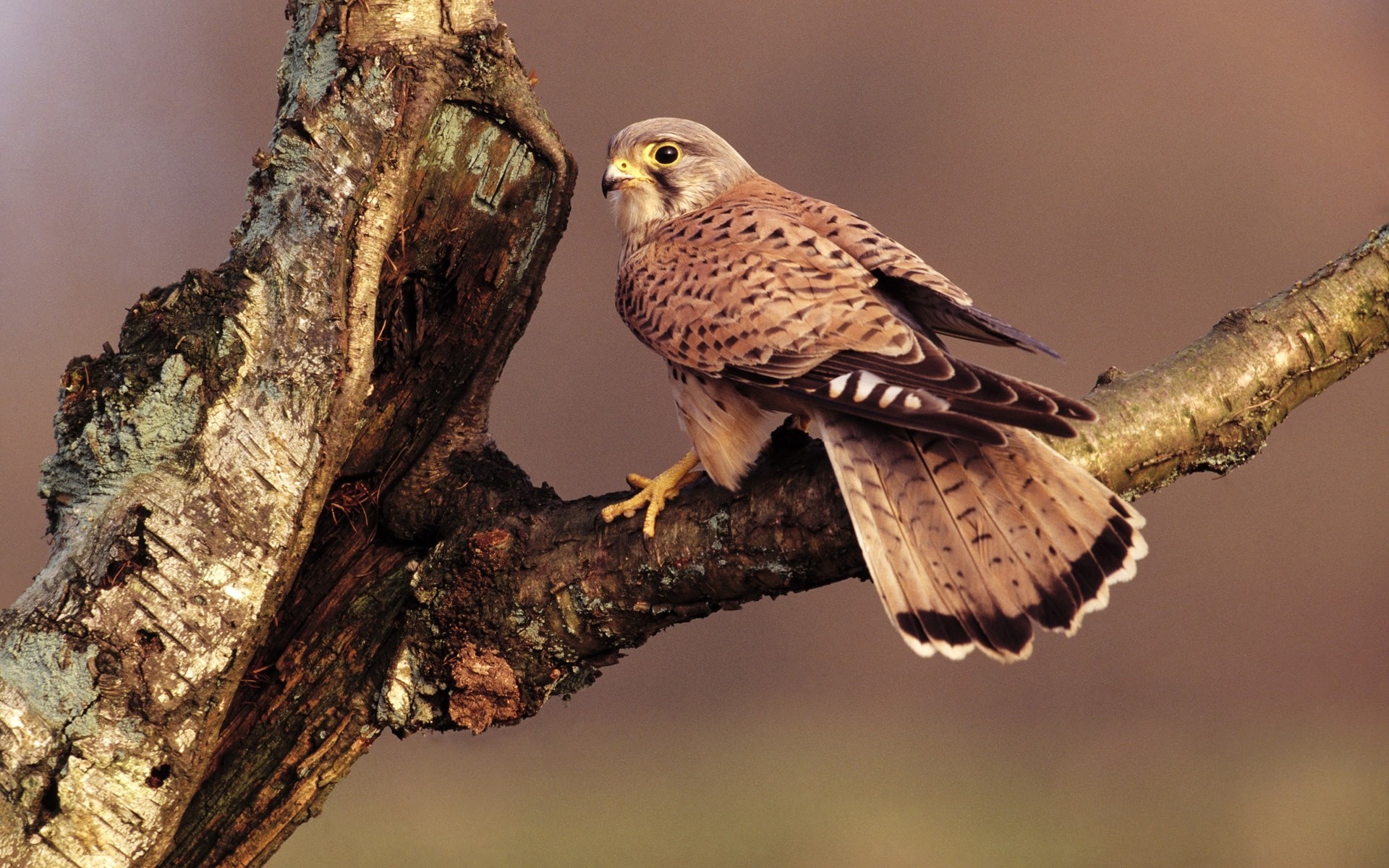 oiseaux faucon branche assis arbre