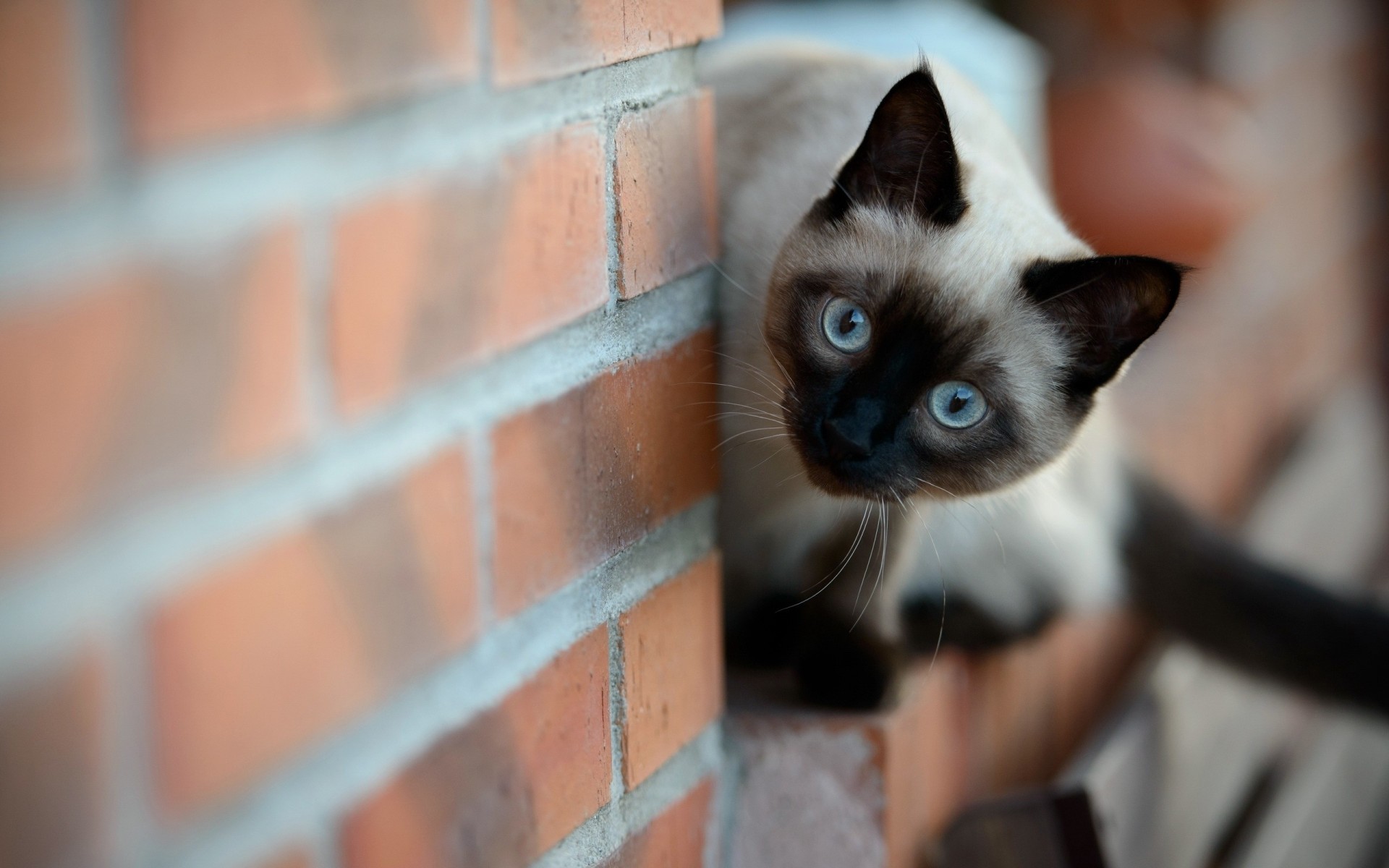 brick cat wall