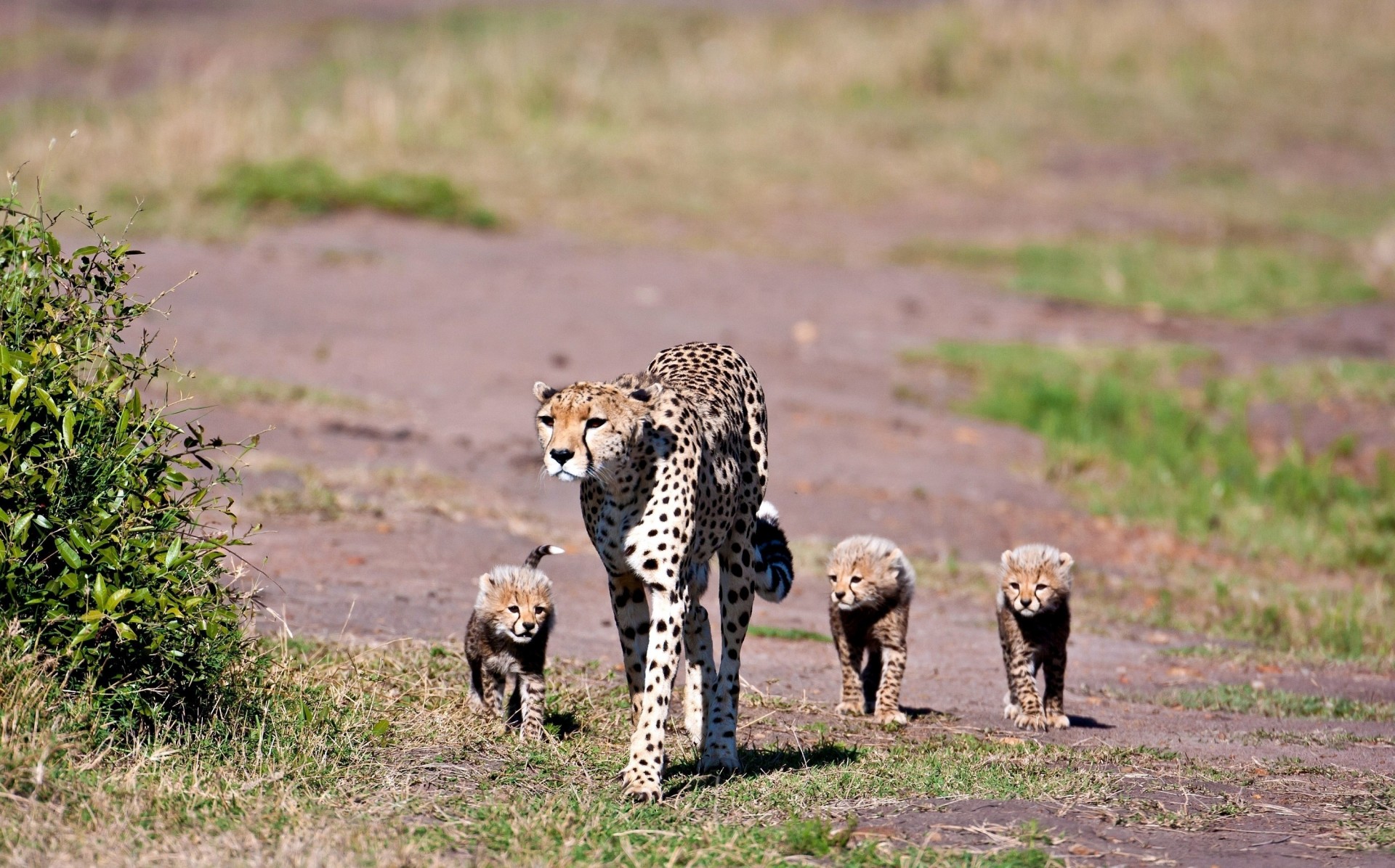 walk leopard