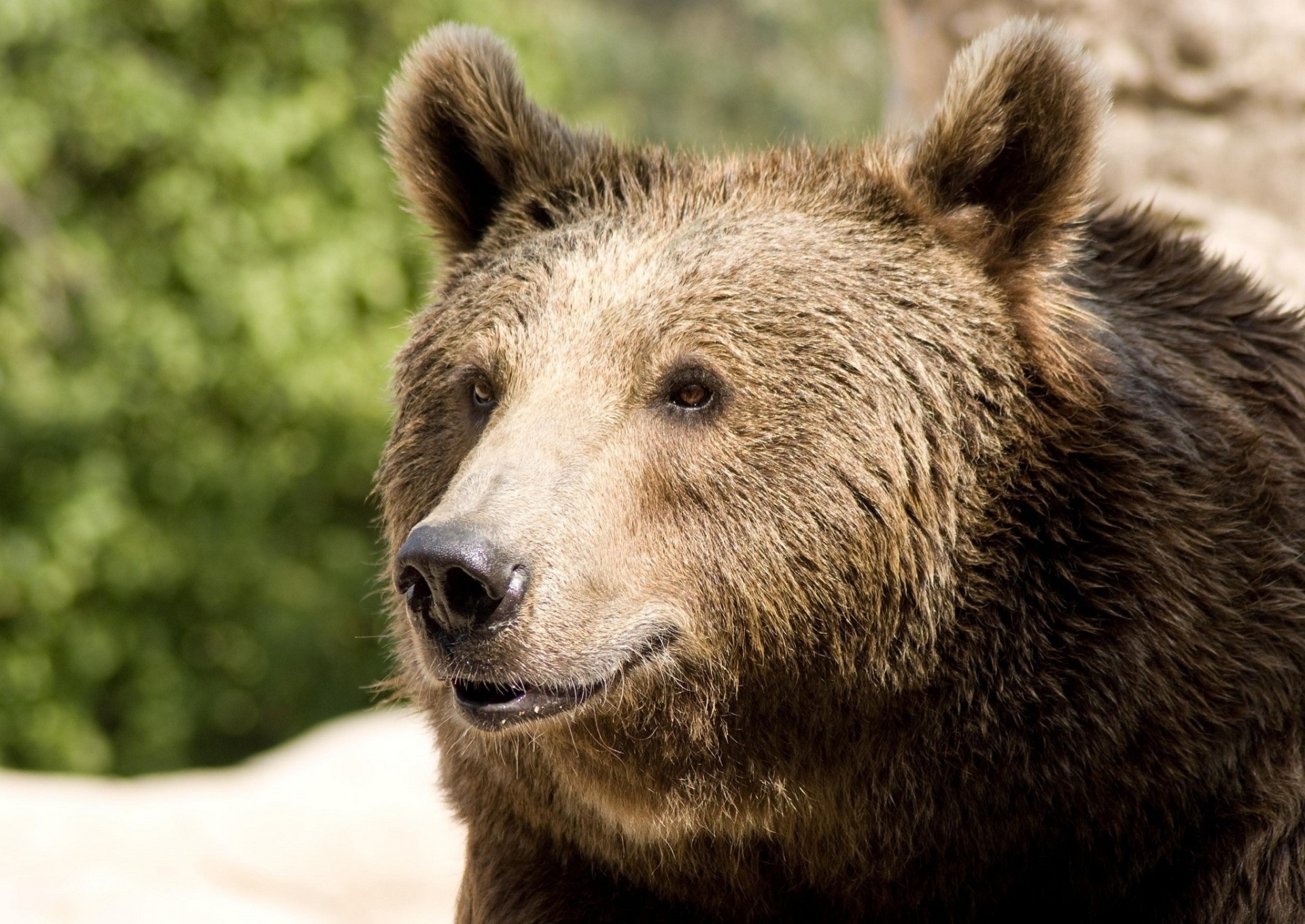 bear smile teeth