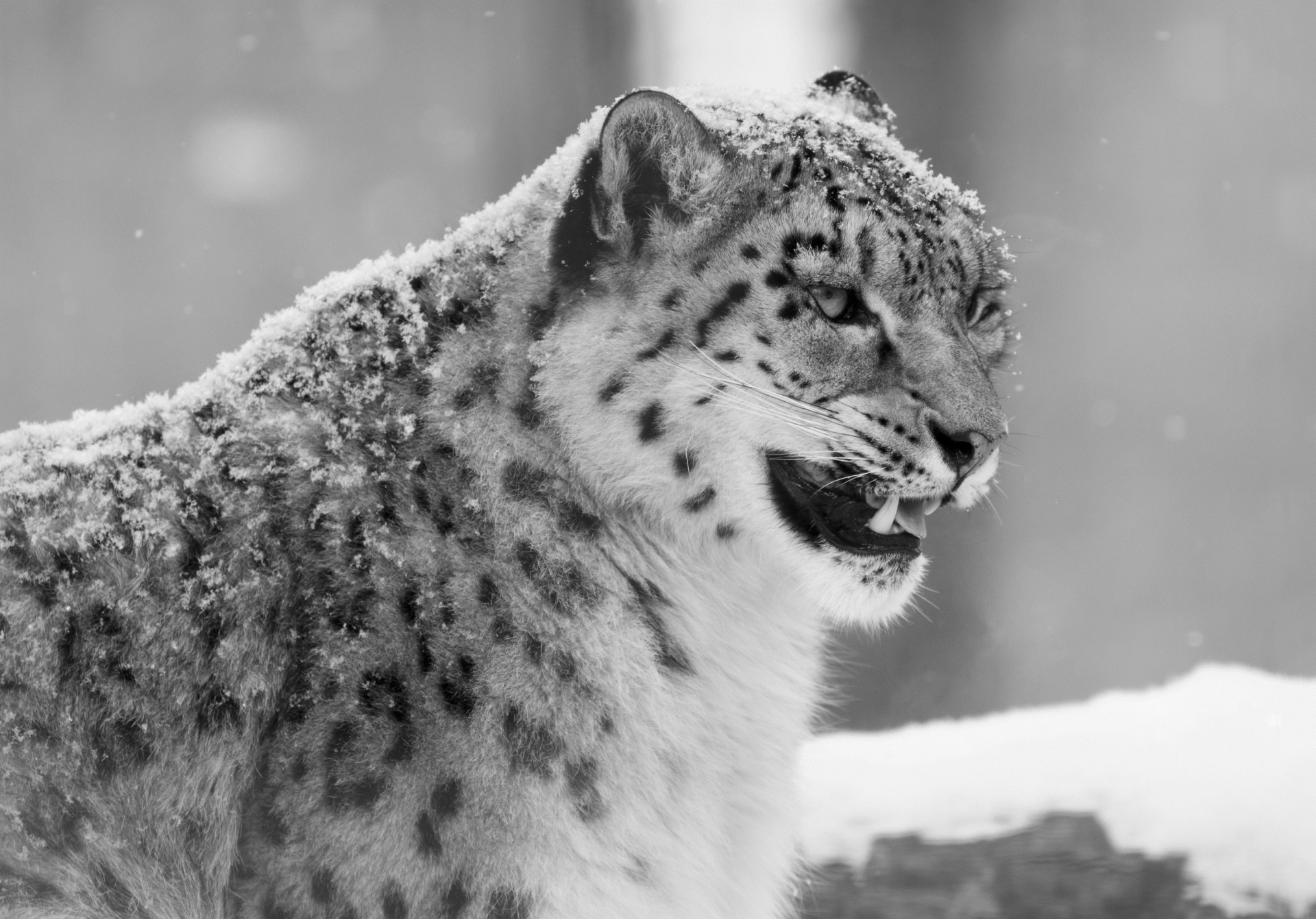 anger the beast black and white fangs wild cat animals leopard