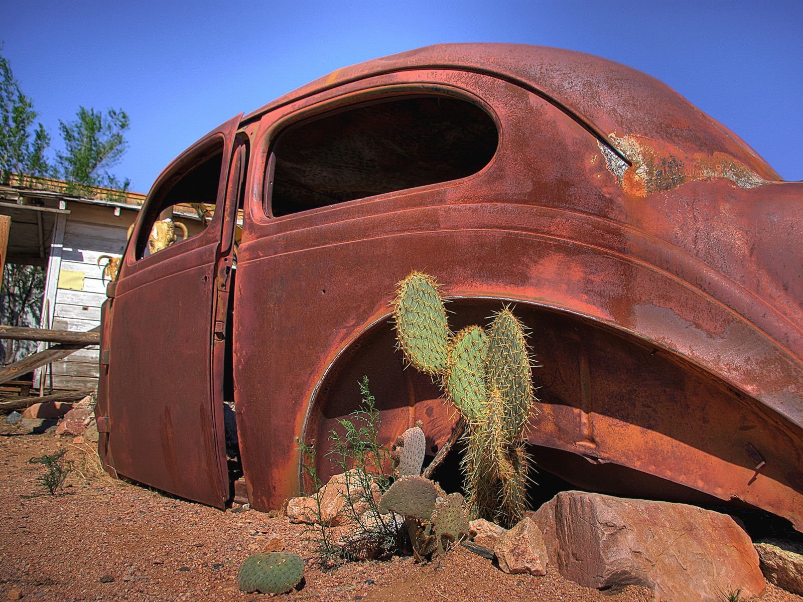 cactus corpo auto ruggine