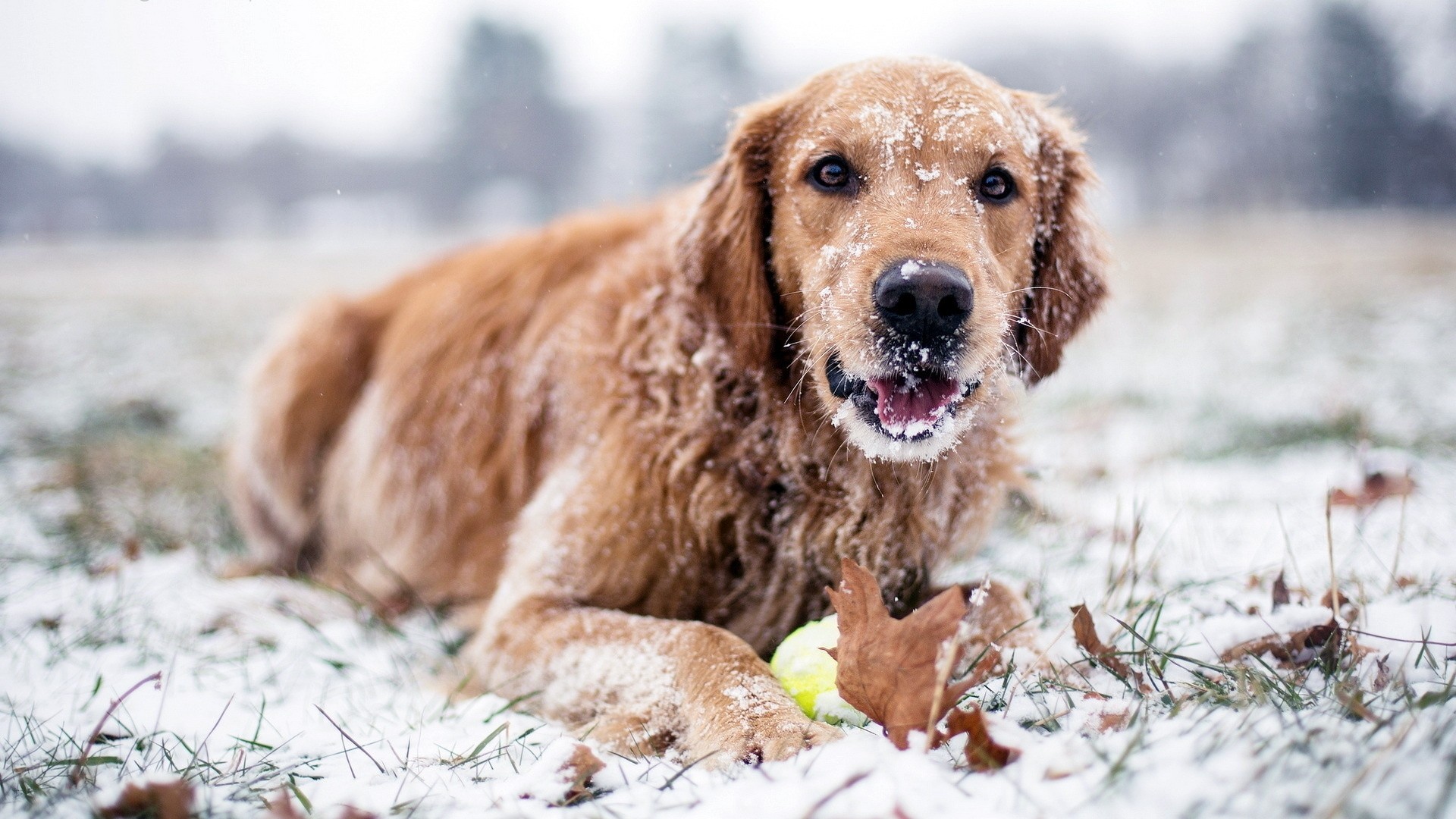 dog snow winter