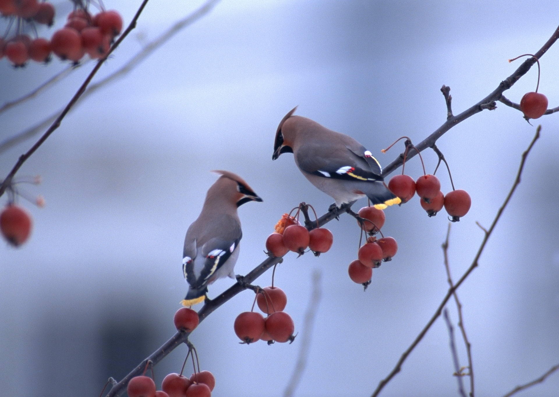 pfeife vögel beeren äste makro zweig