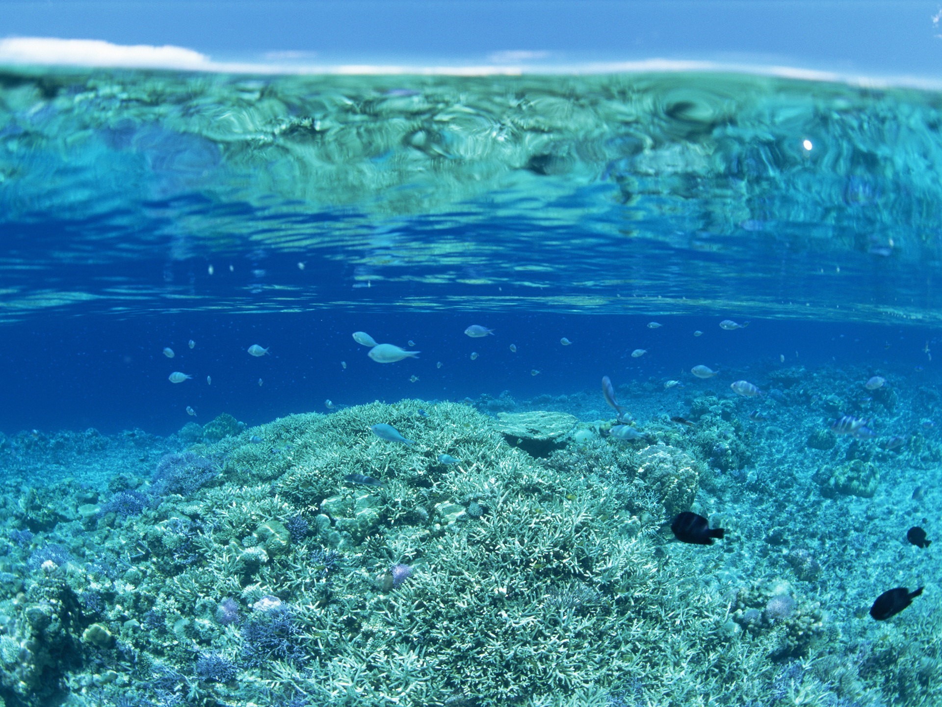 eau fond coraux poissons