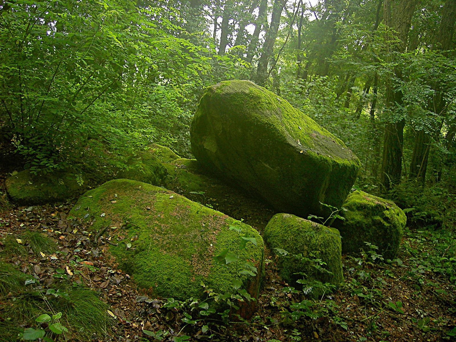 piedras musgo verde