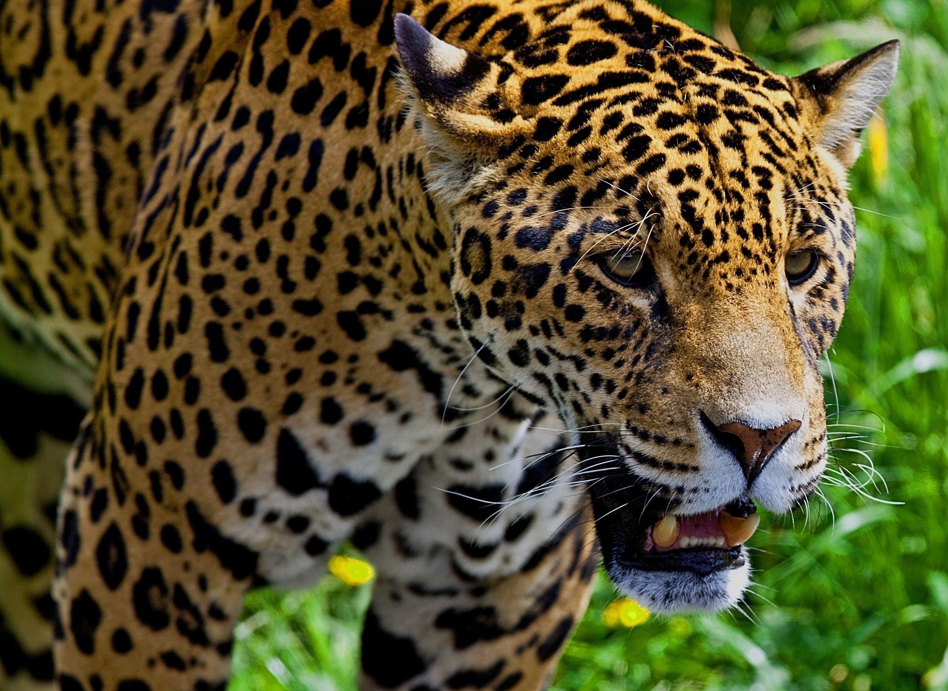 gato salvaje jaguar macro dientes