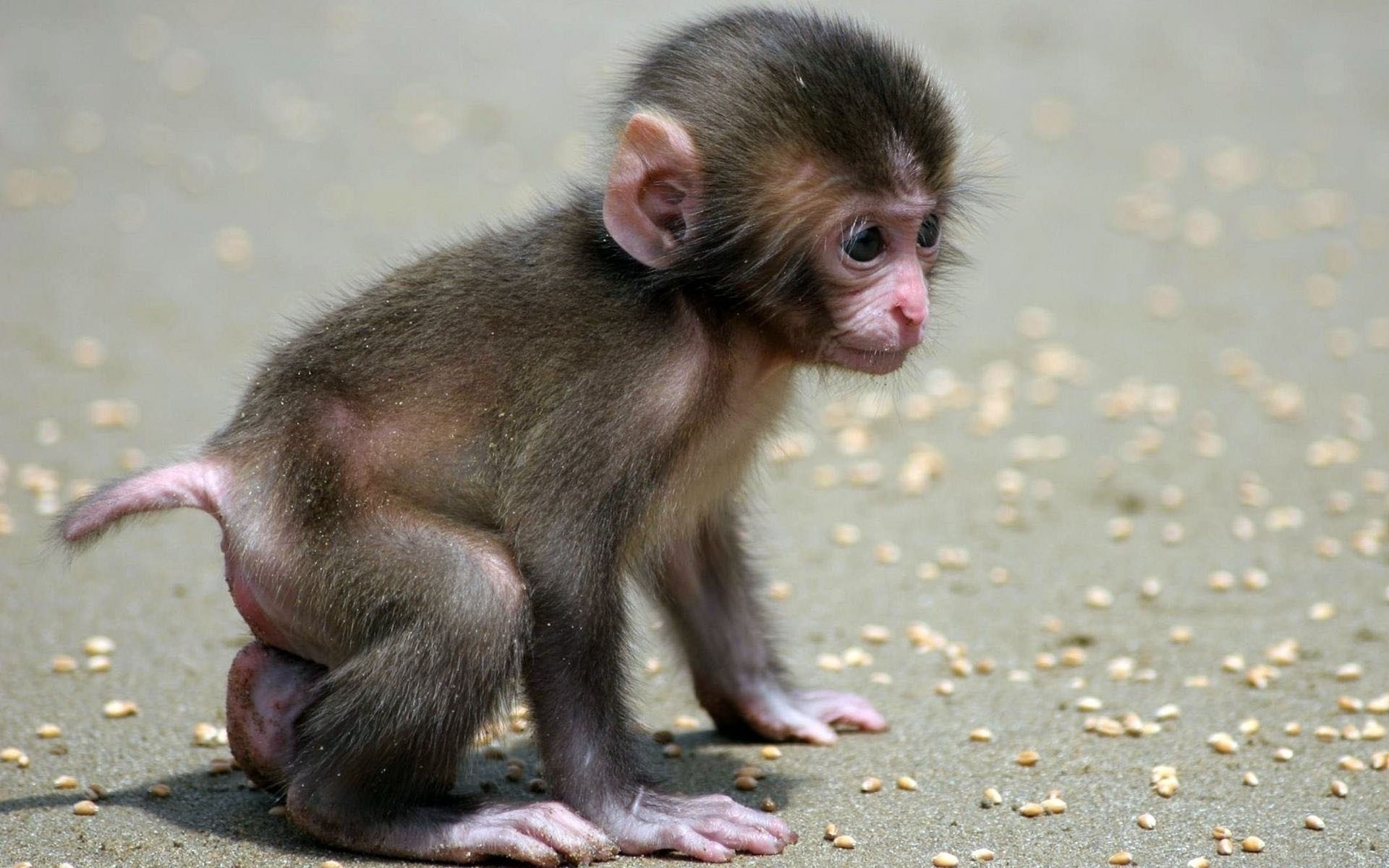 cucciolo bambino scimmia