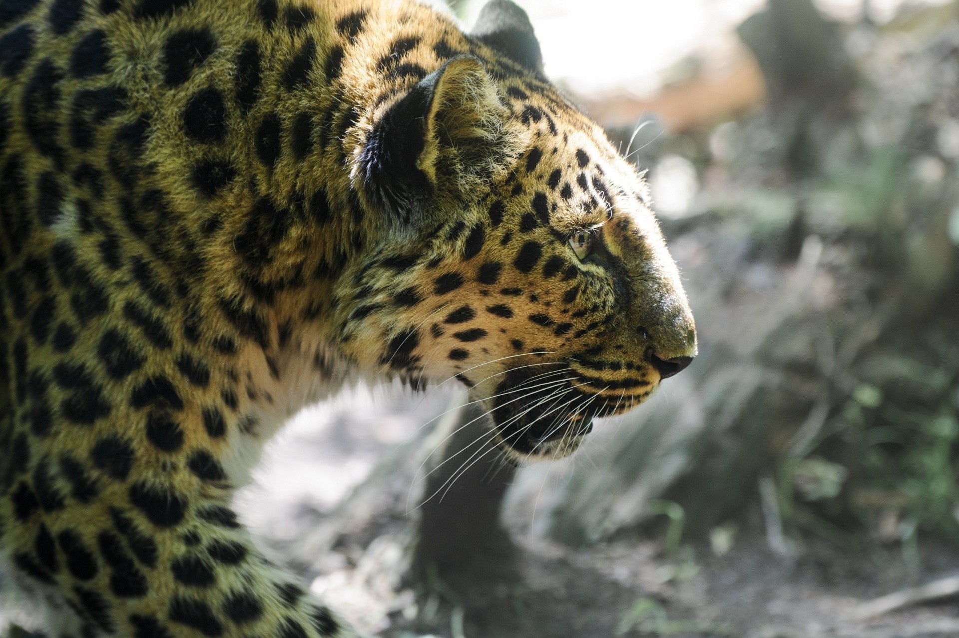 denti gatto selvatico leopardo profilo