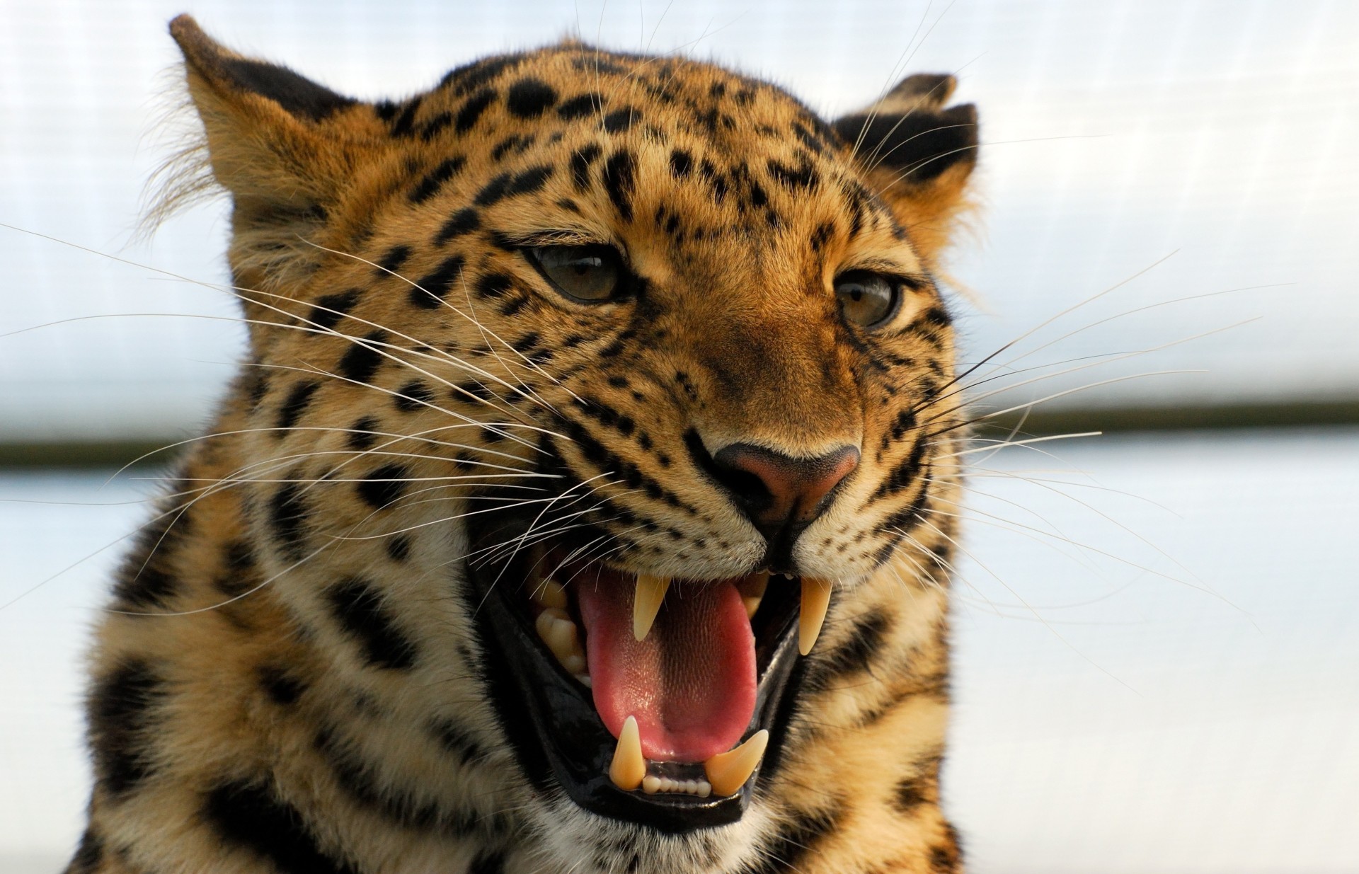 teeth leopard mouth fangs wild cat animal