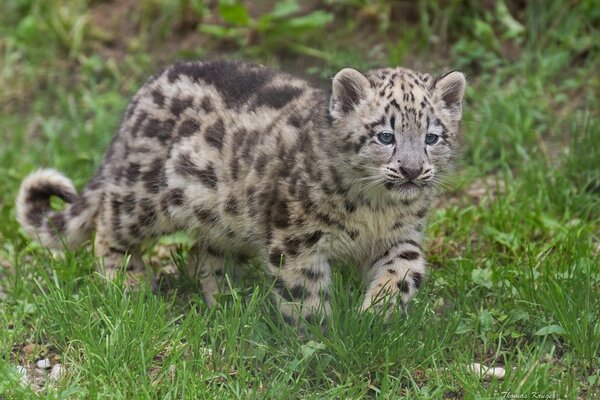 El gato camina sobre la hierba verde