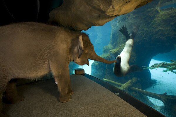 Elephant tries to make friends with a seal