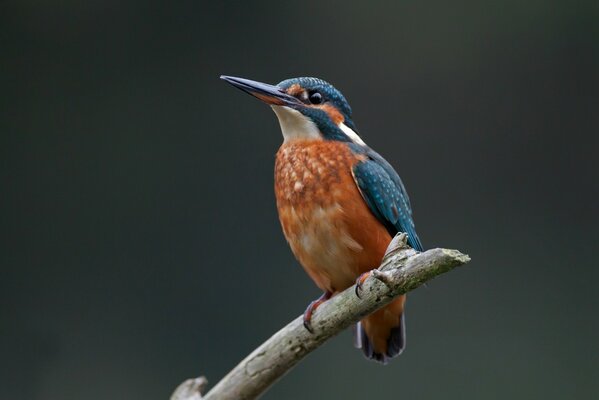 An ordinary kingfisher sits on a tree branch