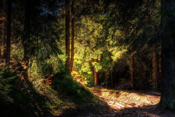 Sunlight through the canopy of trees in the forest