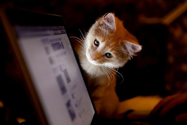 Любопытный кот смотрит в монитор