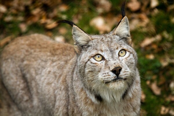 Luchs und Wildkatze mit großen Zähnen