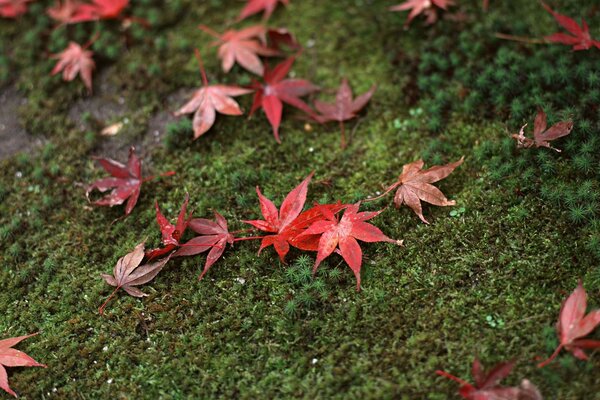Красные листья лежат на зеленом мху