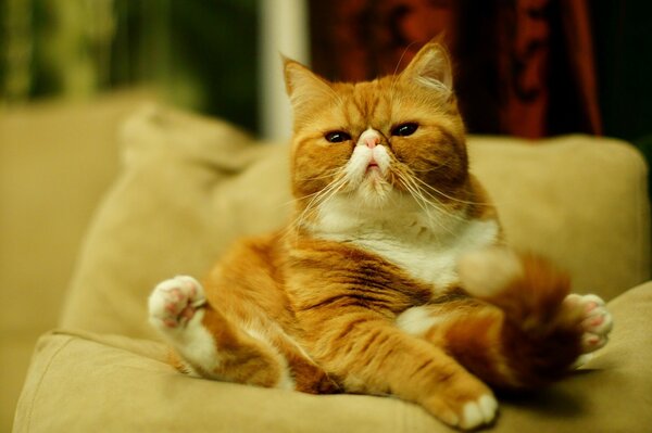 Толстый кот уютно устроился на диване