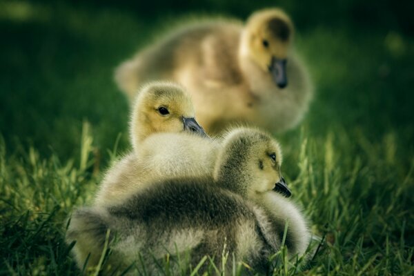 Beaux canetons assis sur l herbe