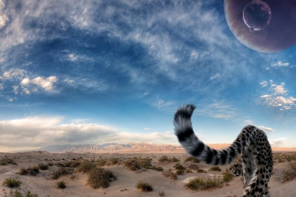 Cheetah walks in the desert against the sky