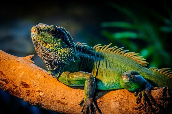 Hermosa iguana arrastrándose por un árbol