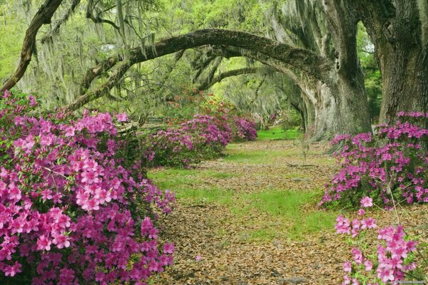 Azaleas en un bosque en Carolina del sur