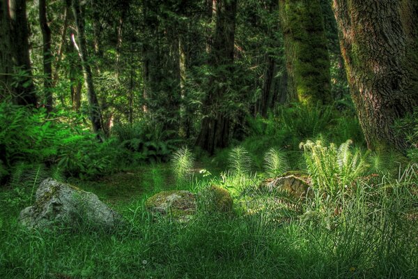 Foresta. Alberi. Erba. Sole