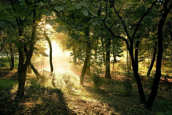 Sunlight breaks through the trees